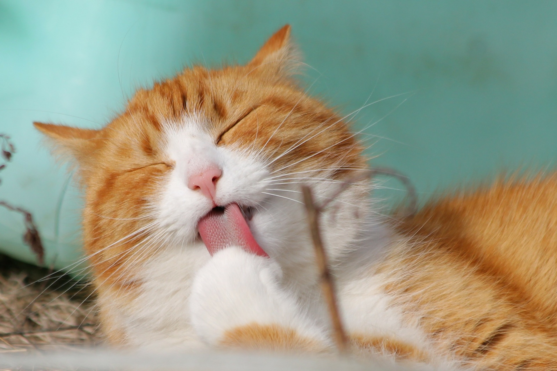 Orange and White Cat Licking Paw