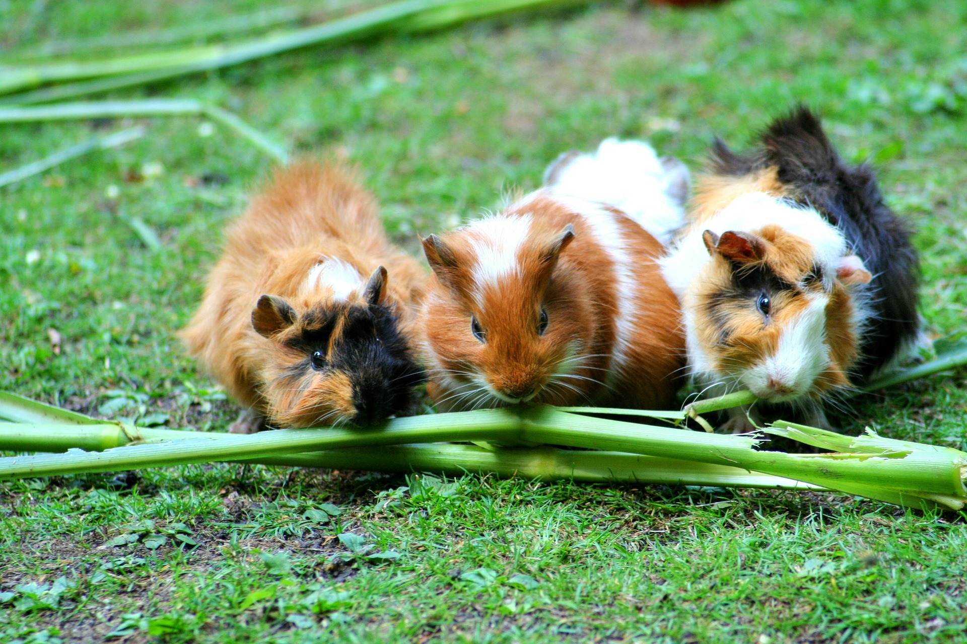 Guinea Pigs Eating Green Treat