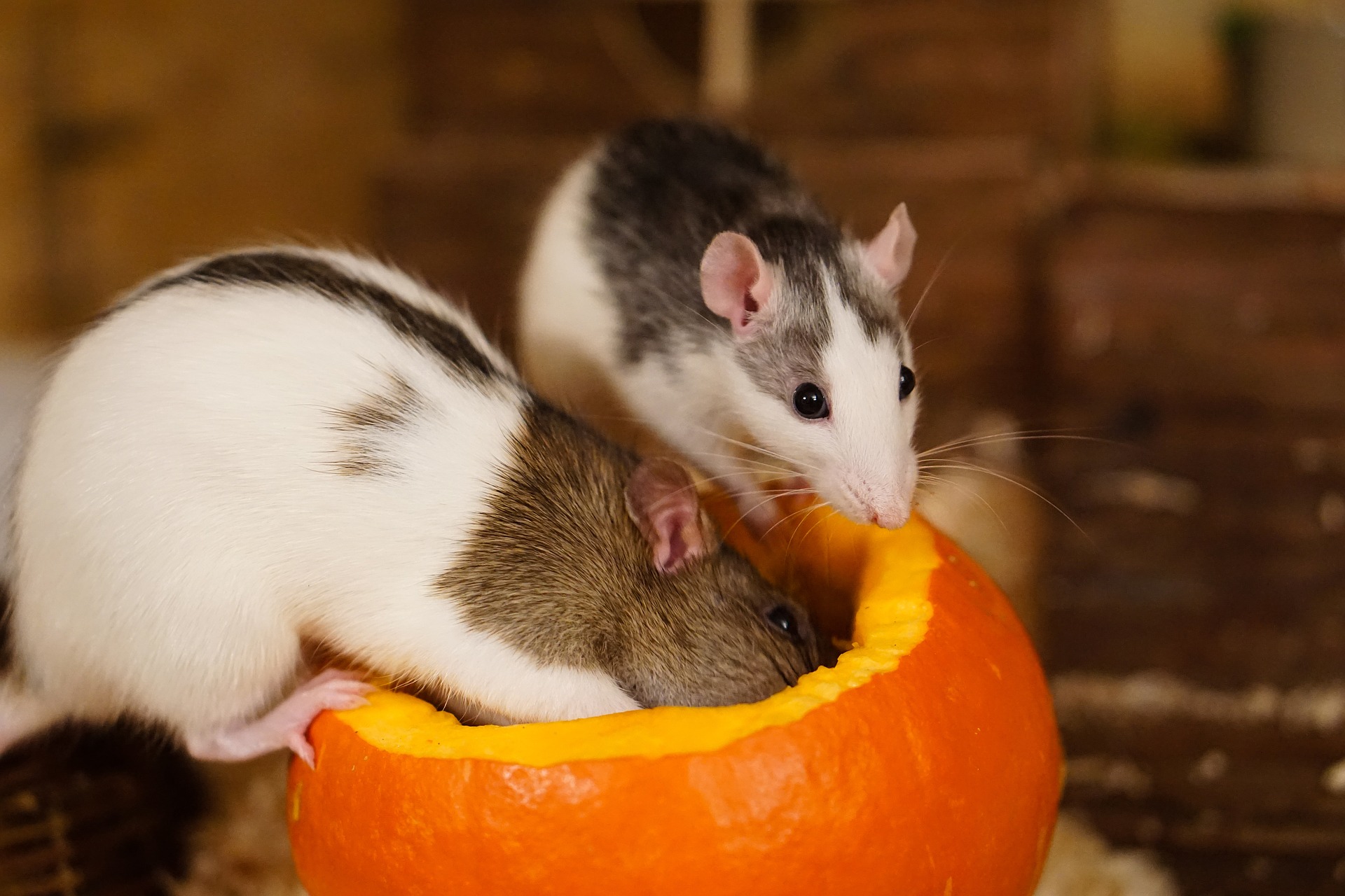 Rats Eating Pumpkin